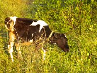 Indien 2011 005