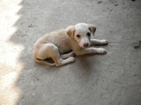 Indien 2011 008