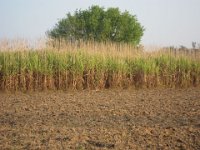 bilder 2013 072 : INDIA6