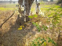 indien 2014 004