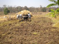 indien 2014 049