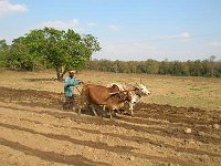 landwirtschaft 001