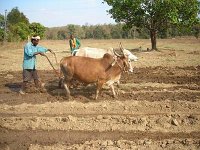 landwirtschaft 005