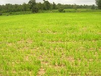 landwirtschaft 011