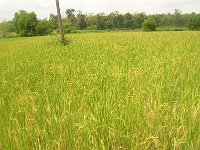 landwirtschaft 016