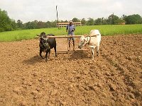 Landwirtschaftsprojekt