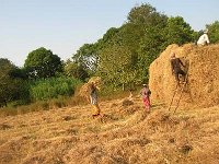 landwirtschaft 022