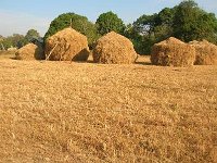 landwirtschaft 025