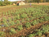landwirtschaft 027