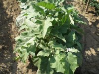 landwirtschaft 030
