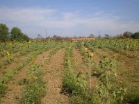 landwirtschaft 037