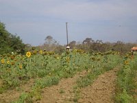 landwirtschaft 038