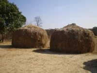 landwirtschaft 041