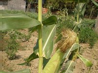 landwirtschaft 065